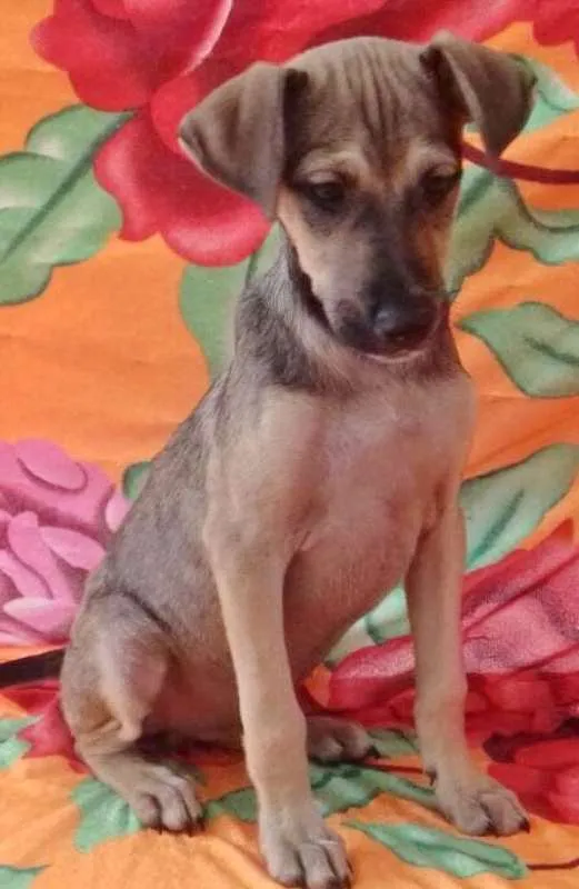 Cachorro ra a SRD idade 2 a 6 meses nome BEBEL