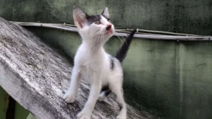 Gato ra a Vira lata idade 2 a 6 meses nome Lili