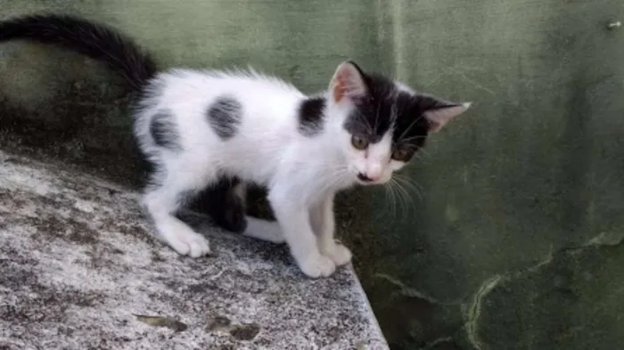 Gato ra a Vira lata idade 2 a 6 meses nome Lili