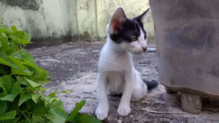 Gato ra a Vira lata idade 2 a 6 meses nome Lili