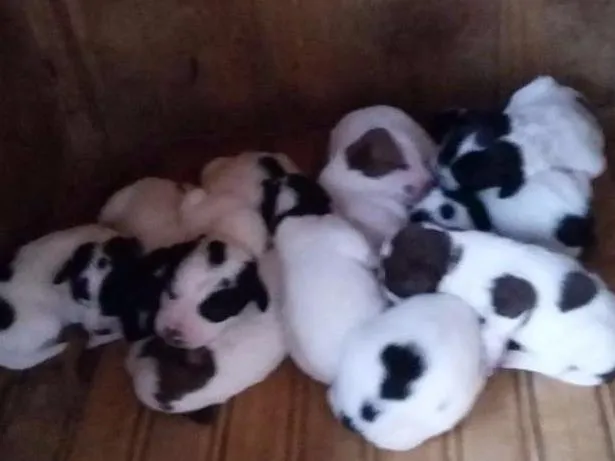 Cachorro ra a Vira lata idade Abaixo de 2 meses nome Nenhum 
