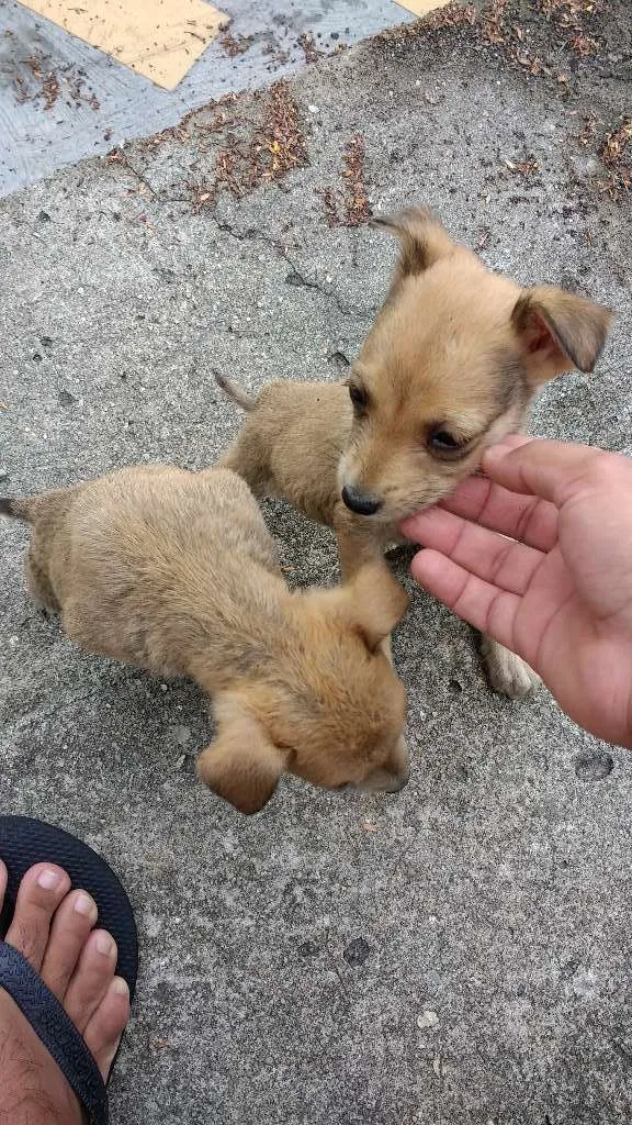 Cachorro ra a  idade Abaixo de 2 meses nome Não sei