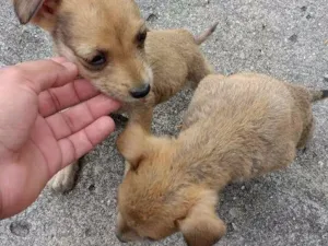 Cachorro raça  idade Abaixo de 2 meses nome Não sei