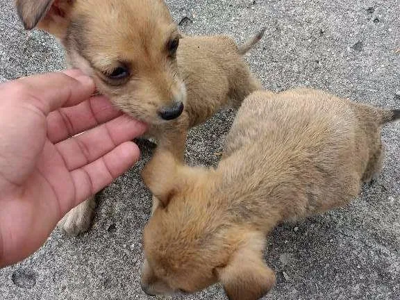 Cachorro ra a  idade Abaixo de 2 meses nome Não sei