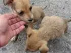 Cachorro raça  idade Abaixo de 2 meses nome Não sei