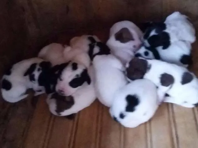 Cachorro ra a Vira lata idade Abaixo de 2 meses nome Nenhum 