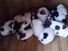 Cachorro raça Vira lata idade Abaixo de 2 meses nome Nenhum 