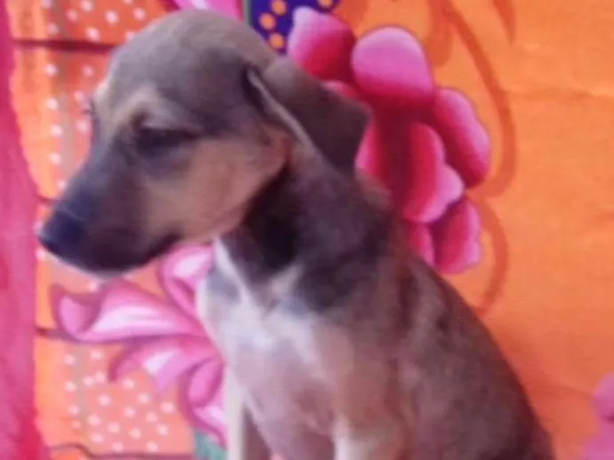 Cachorro ra a SRD idade 2 a 6 meses nome BEBEL
