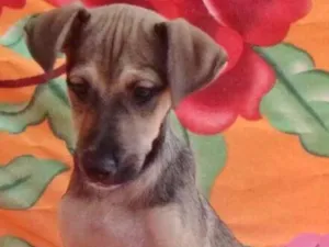 Cachorro raça SRD idade 2 a 6 meses nome BEBEL