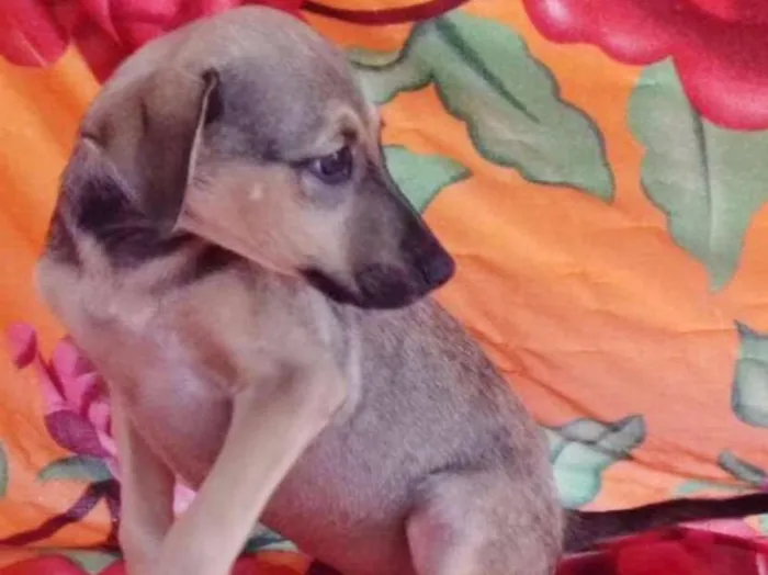 Cachorro ra a SRD idade 2 a 6 meses nome TUCO