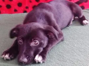 Cachorro raça SRD idade 2 a 6 meses nome PELÉ