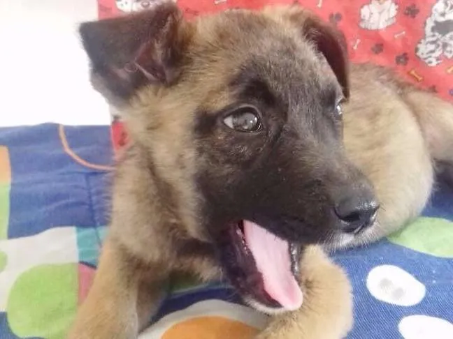 Cachorro ra a SRD idade 2 a 6 meses nome TEDDY