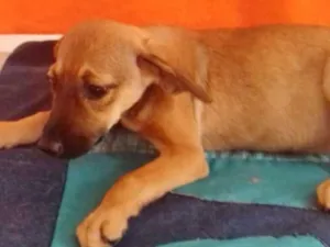 Cachorro raça SRD idade 2 a 6 meses nome SISSY
