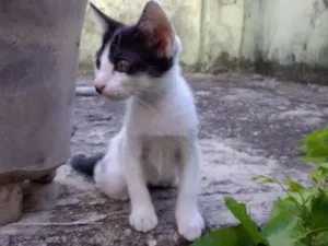 Gato raça Vira lata idade 2 a 6 meses nome Lili