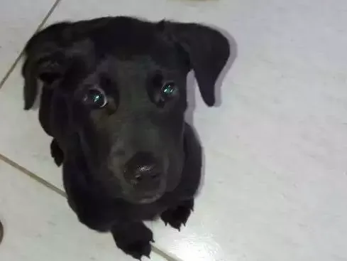 Cachorro ra a Labrador  idade 2 a 6 meses nome Shakty 