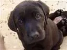 Cachorro raça Labrador  idade 2 a 6 meses nome Shakty 