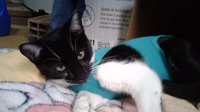 Gato ra a Srd idade 2 a 6 meses nome Pérola 