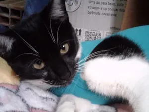 Gato raça Srd idade 2 a 6 meses nome Pérola 