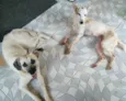 Bela e Babi