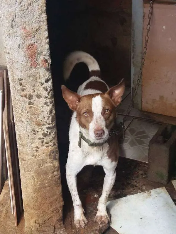 Cachorro raça vira lata com pitbull idade 2 anos nome fluky