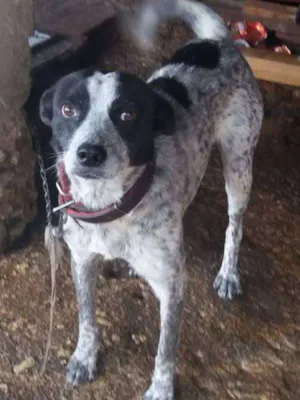 Cachorro raça  idade 3 anos nome espaique