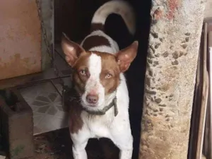 Cachorro raça vira lata com pitbull idade 2 anos nome fluky
