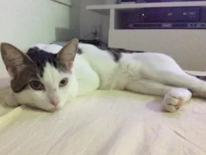 Gato raça Vira lata idade 2 anos nome Nino