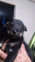 Lindo Bebê