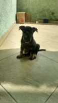 Lindo Bebê