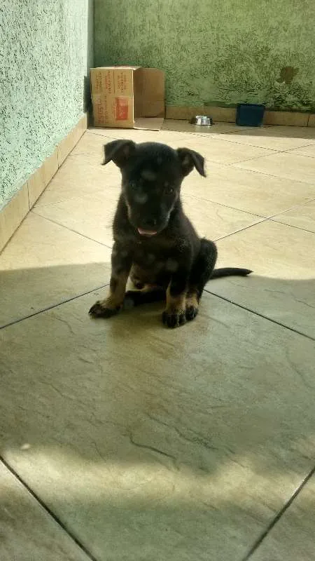 Cachorro ra a Indefinida idade Abaixo de 2 meses nome Lindo Bebê