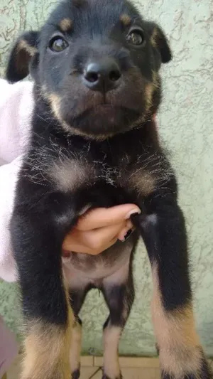Cachorro raça Indefinida idade Abaixo de 2 meses nome Lindo Bebê