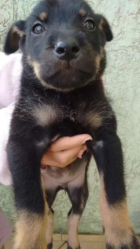 Cachorro ra a Indefinida idade Abaixo de 2 meses nome Lindo Bebê