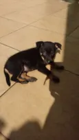 Lindo Bebê