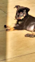 Lindo Bebê