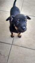 Lindo Bebê