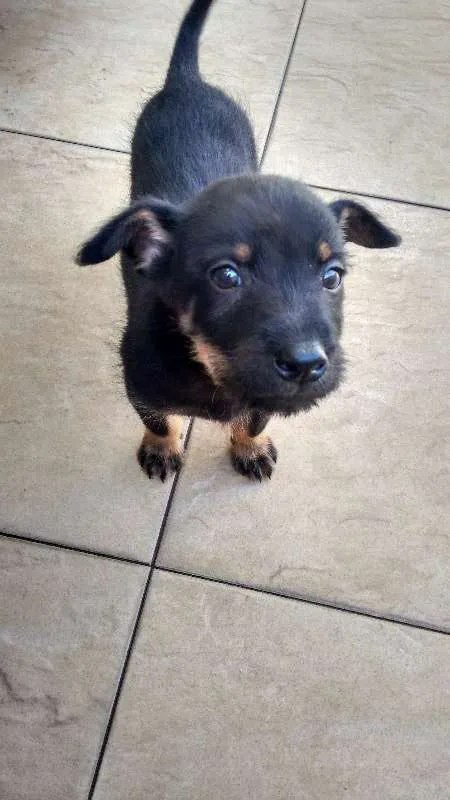 Cachorro ra a Indefinida idade Abaixo de 2 meses nome Lindo Bebê