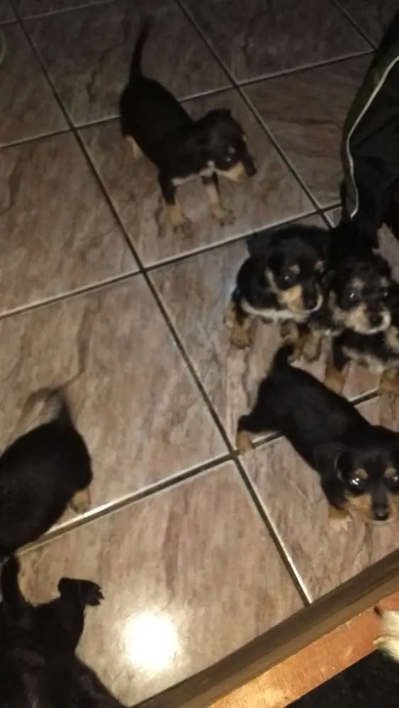 Cachorro ra a Sem raça definida idade Abaixo de 2 meses nome Todos