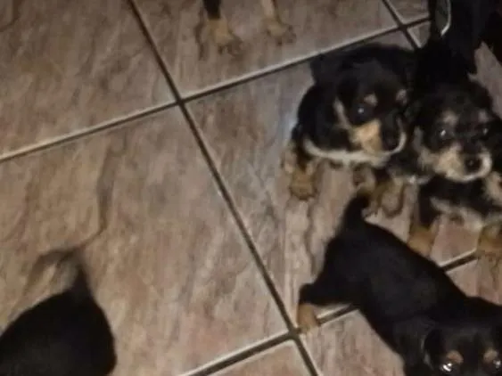 Cachorro ra a Sem raça definida idade Abaixo de 2 meses nome Todos