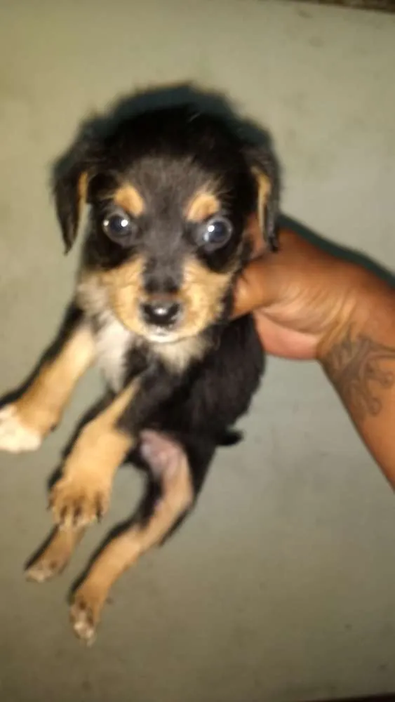 Cachorro ra a Sem raça definida idade Abaixo de 2 meses nome Todos