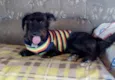 Apolo