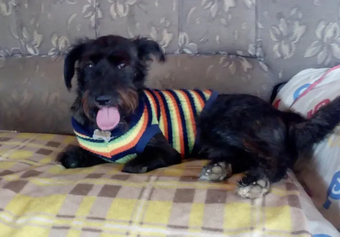 Cachorro raça SRD  idade 2 anos nome Apolo