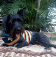 Apolo