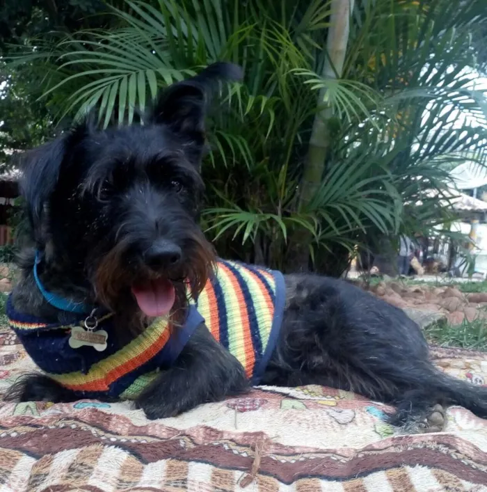 Cachorro raça SRD  idade 2 anos nome Apolo