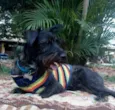 Apolo