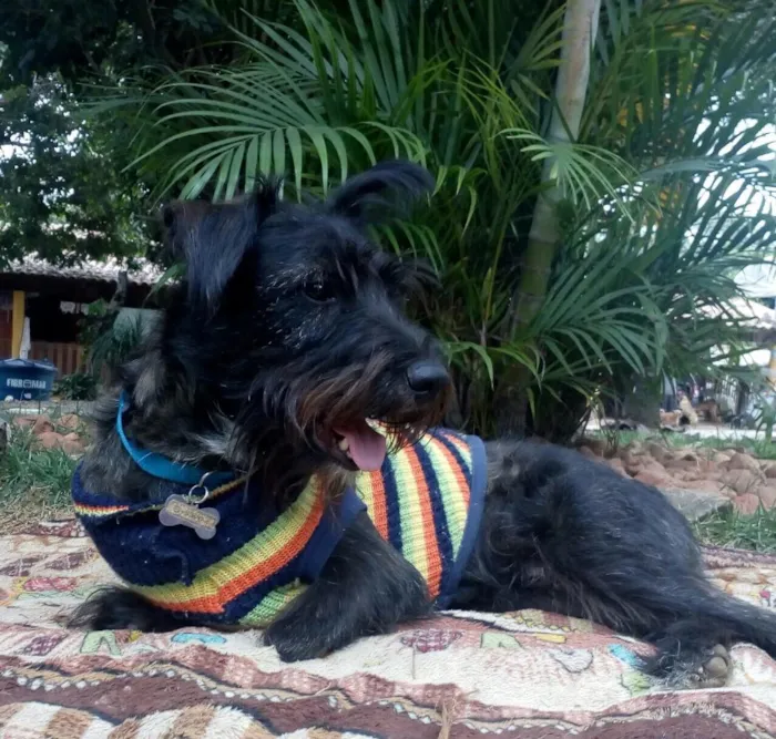 Cachorro raça SRD  idade 2 anos nome Apolo