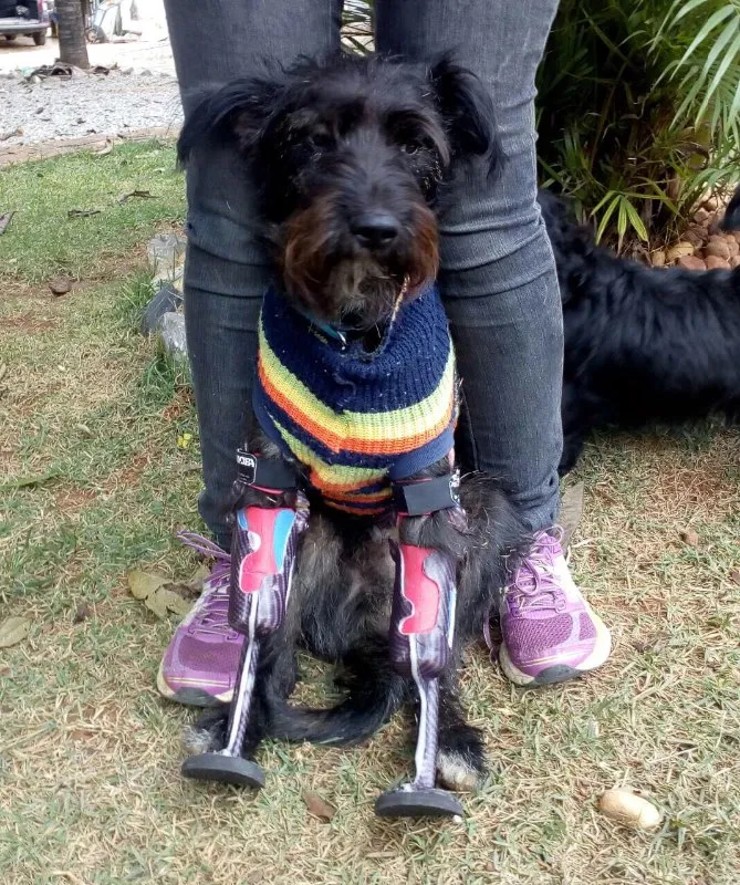 Cachorro raça SRD  idade 2 anos nome Apolo