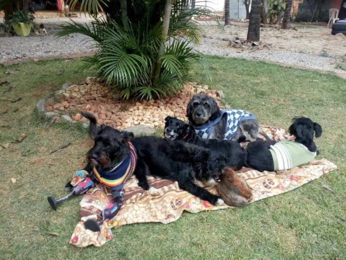 Cachorro raça SRD  idade 2 anos nome Apolo