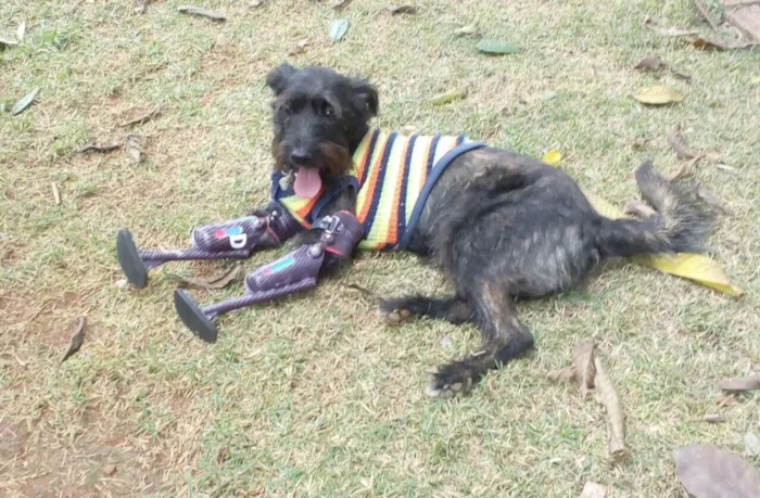 Cachorro raça SRD  idade 2 anos nome Apolo