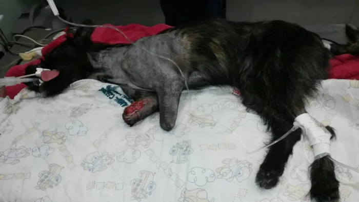 Cachorro raça SRD  idade 2 anos nome Apolo
