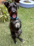 Apolo